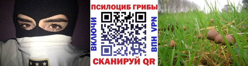 KRAKEN ONION  где можно купить   Мещовск  Псилоцибиновые грибы Psilocybe 